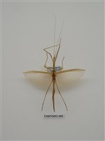 藏品(竹節蟲(1))的圖片
